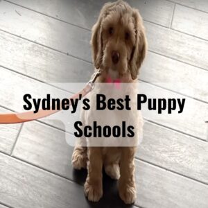Sydney's Best Puppy Schools