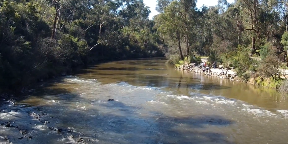 Warrandyte River Reserve, dog friendly hikes
